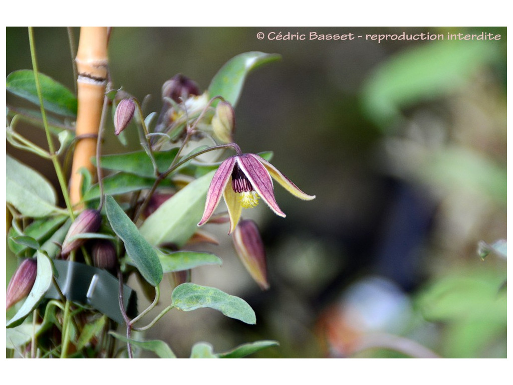 CLEMATIS INTRICATA 'HARRY SMITH'