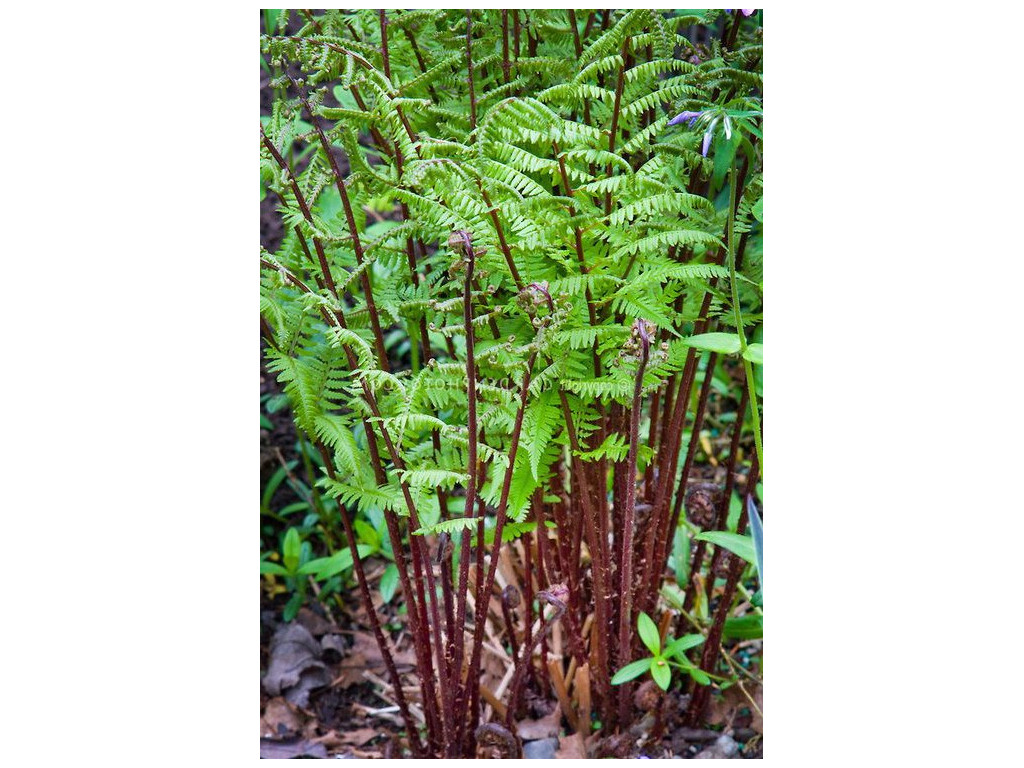 ATHYRIUM FILIX-FEMINA 'LADY IN RED'