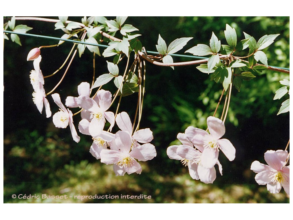 CLEMATIS MONTANA