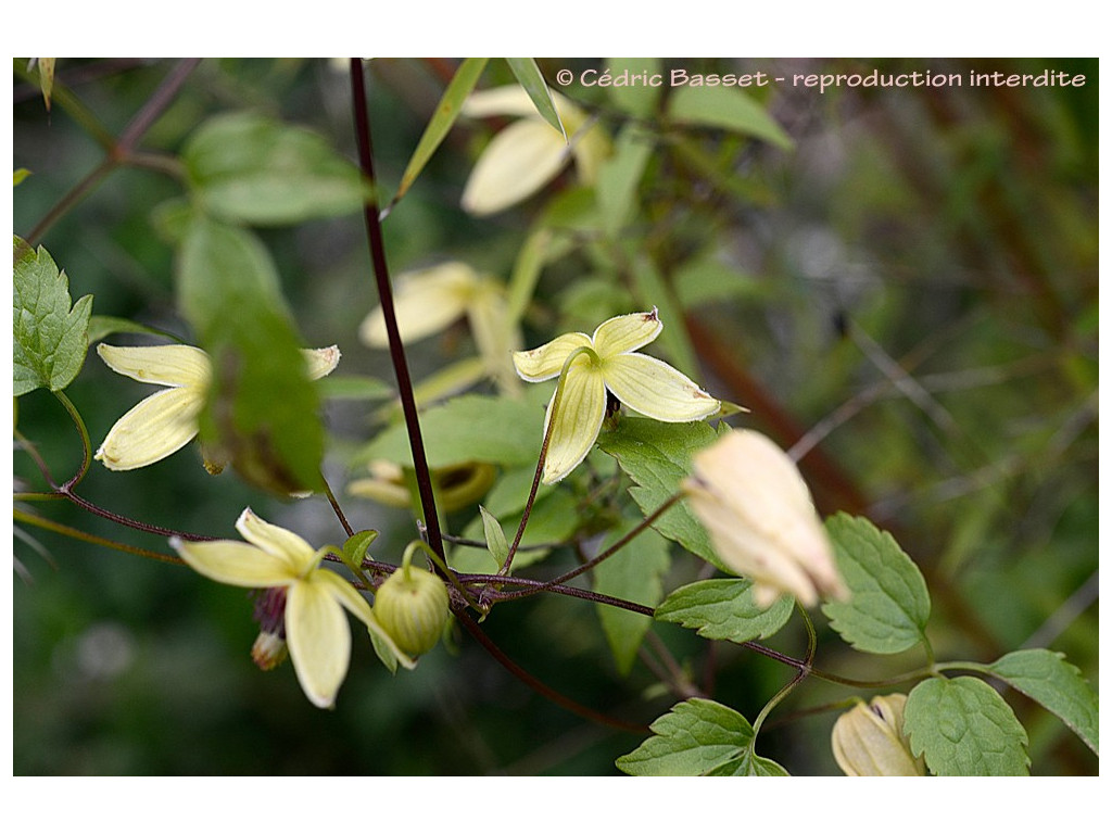 CLEMATIS SERRATIFOLIA RU6260