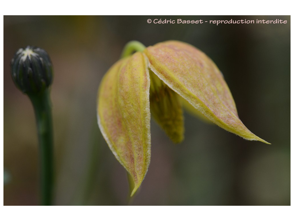 CLEMATIS ORIENTALIS