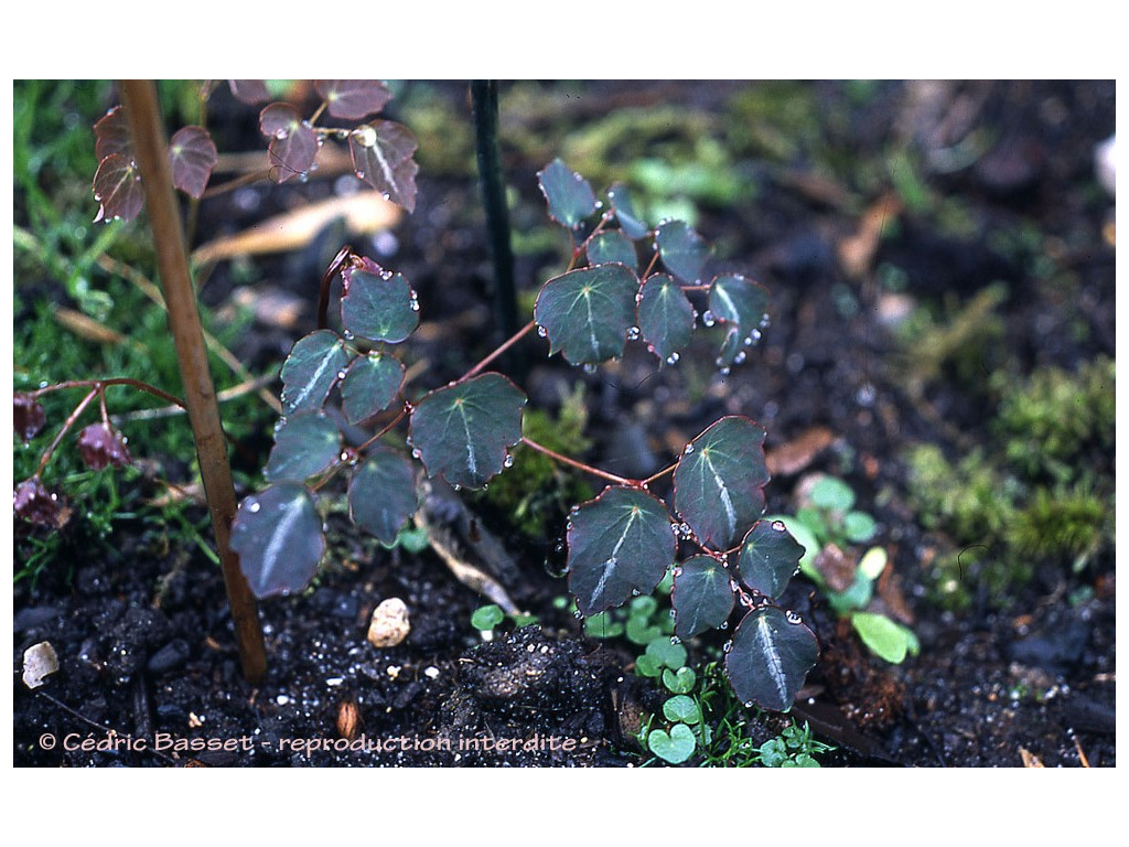 THALICTRUM ICHANGENSE