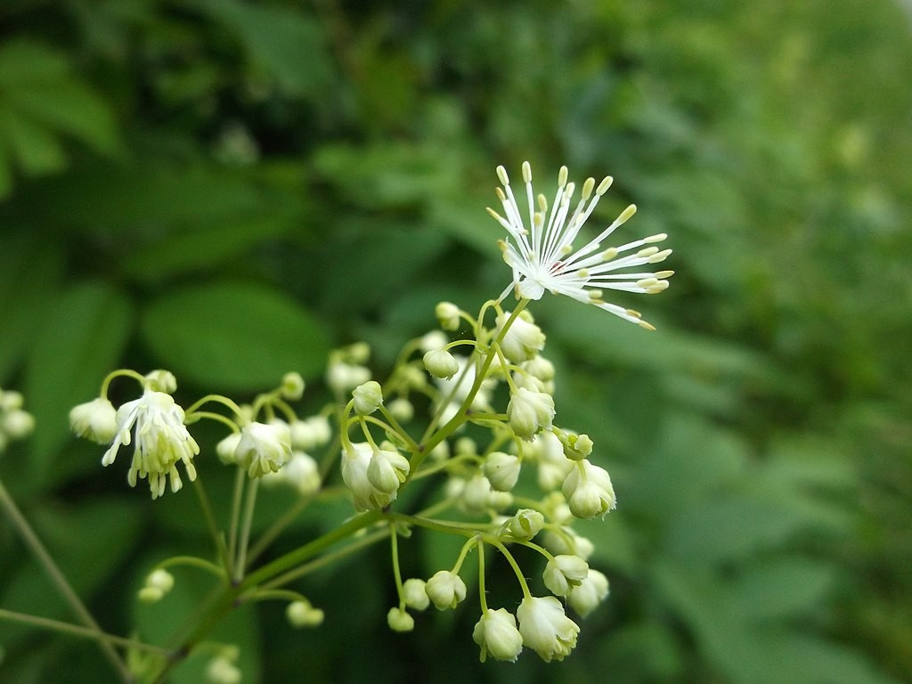 THALICTRUM PUBESCENS US6010