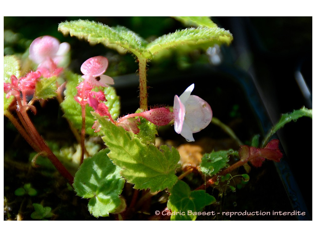 BEGONIA LABORDEI