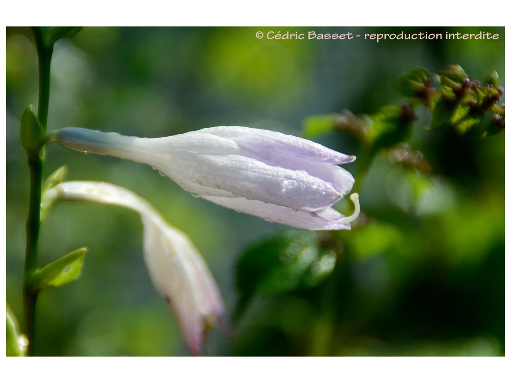 HOSTA 'HONEYBELLS'