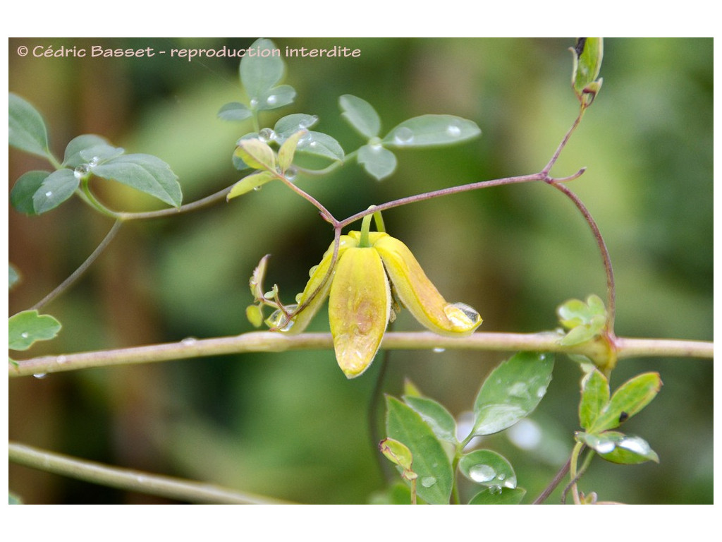 CLEMATIS AKEBIOIDES W/O-9097