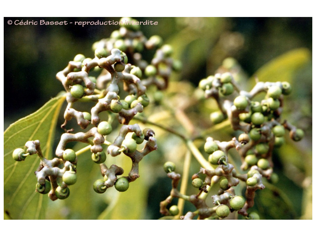 HOVENIA DULCIS - l'arbre aux raisins secs