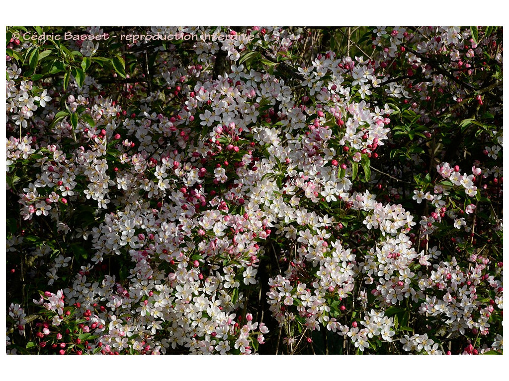 MALUS FLORIBUNDA