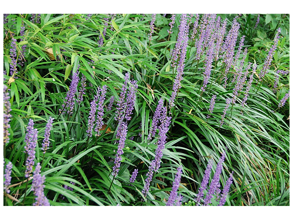 LIRIOPE MUSCARI 'EVERGREEN GIANT'