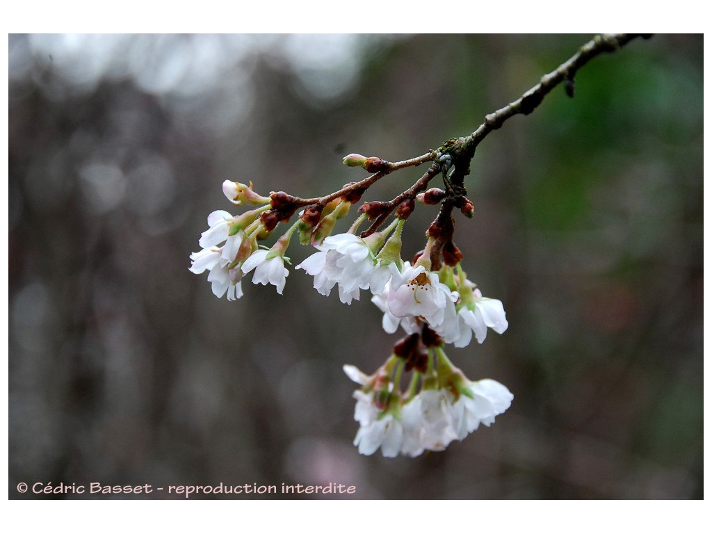 PRUNUS SUBHIRTELLA 'AUTUMNALIS'