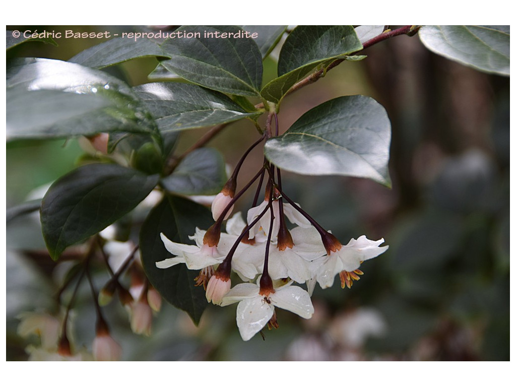 STYRAX JAPONICA 'EVENING LIGHT'