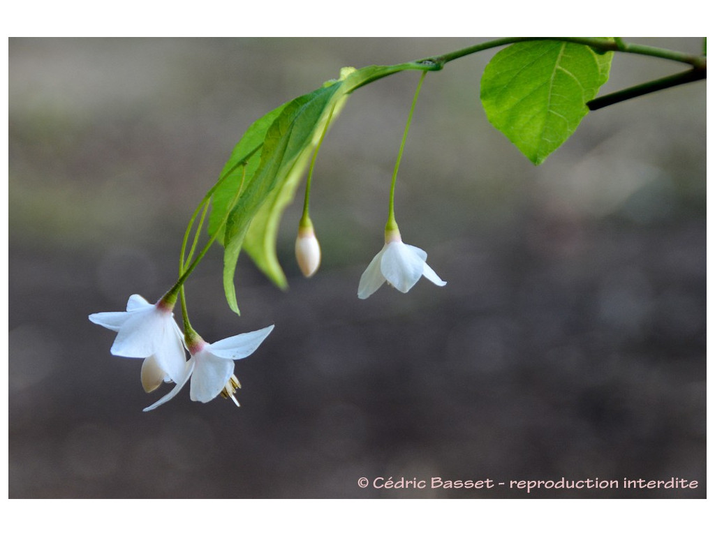 STYRAX JAPONICA 'FRAGRANT FOUNTAIN'