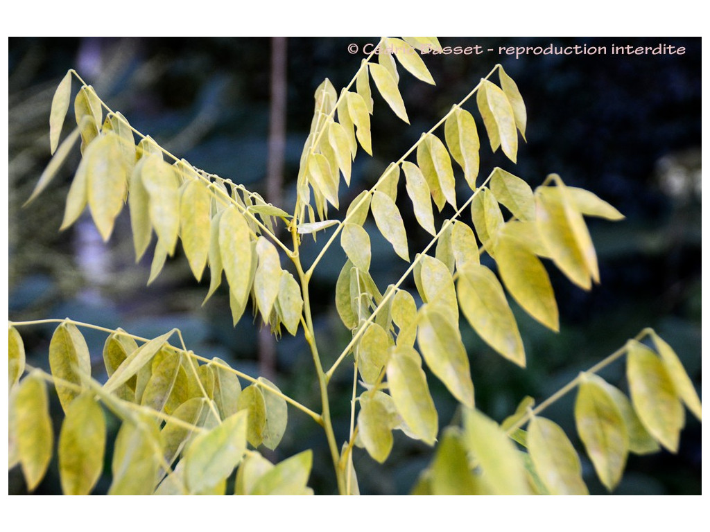 STYPHNOLOBIUM JAPONICUM 'GOLD STANDARD' (Sophora japonica doré)