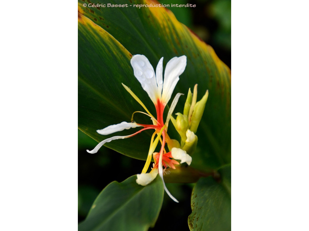 HEDYCHIUM SPICATUM BO16-050