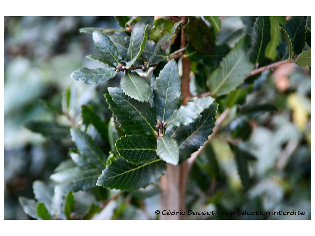 QUERCUS TROJANA