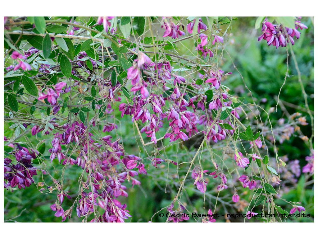 LESPEDEZA BICOLOR 'LITTLE BUDDY'