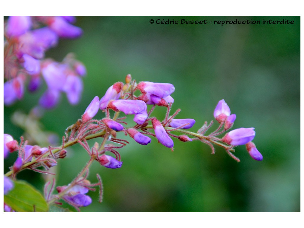 DESMODIUM ELEGANS 'DARK FORM'