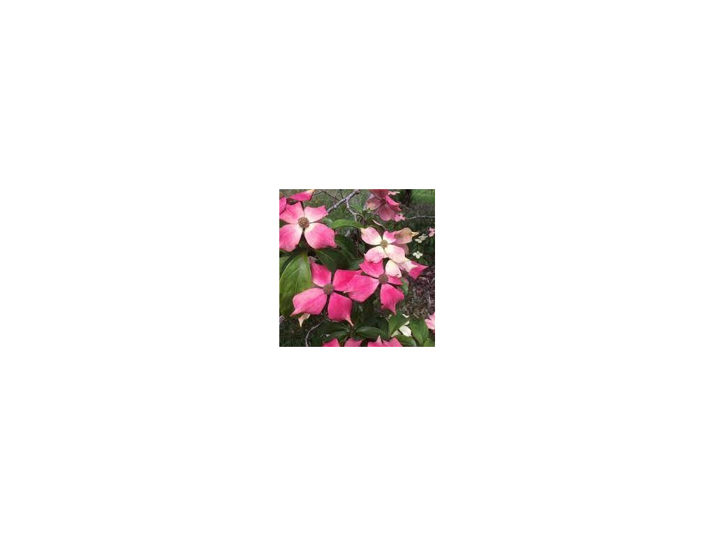 CORNUS CAPITATA 'KILMACURRAGH ROSE' CORNUS CAPITATA 'KILMACURRAGH ROSE'