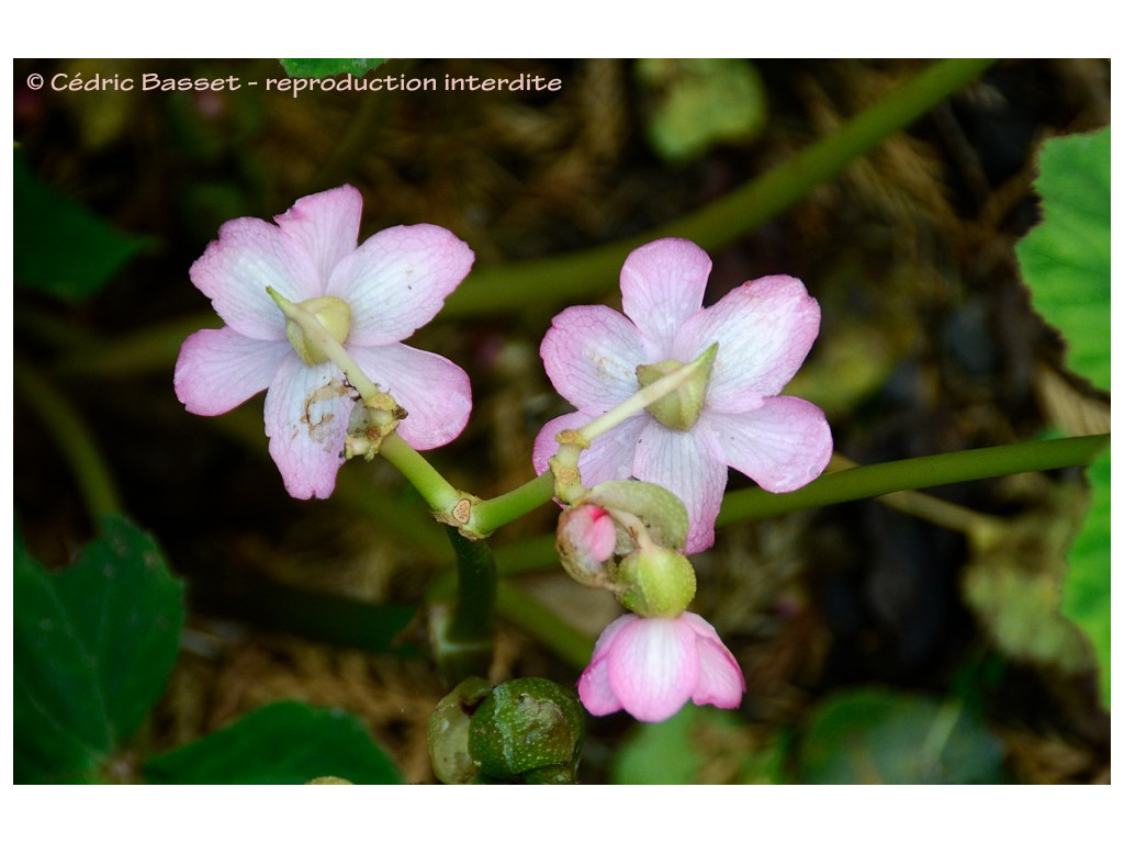 BEGONIA EMEIENSIS DJHC98479