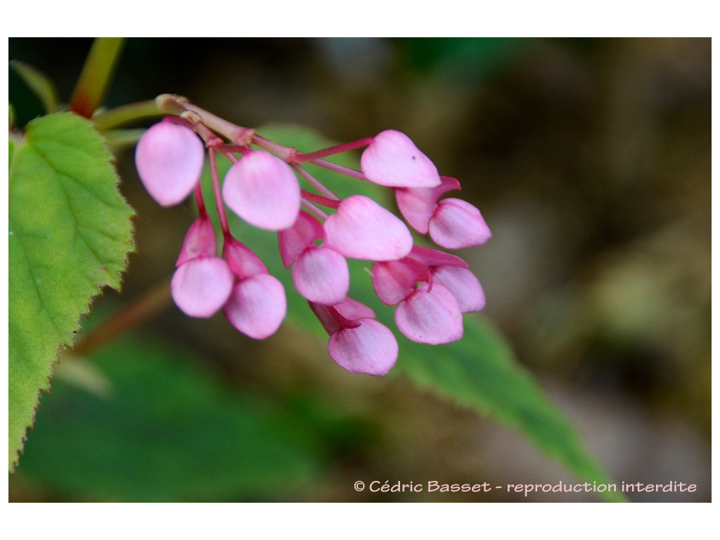 BEGONIA SINENSIS 'RED UNDIES'