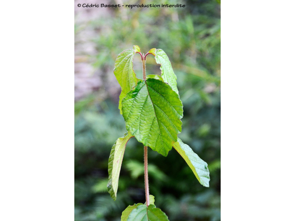 VIBURNUM DILATATUM CBJP2028