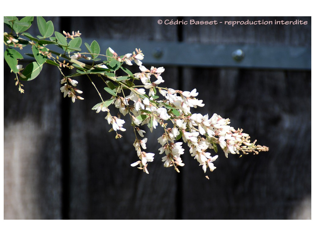 LESPEDEZA THUNBERGII f.ALBIFLORA