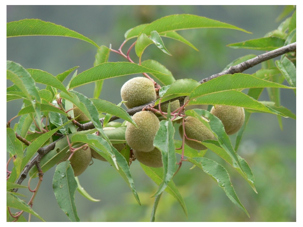 PRUNUS MIRA CH6155 - pêcher du Tibet