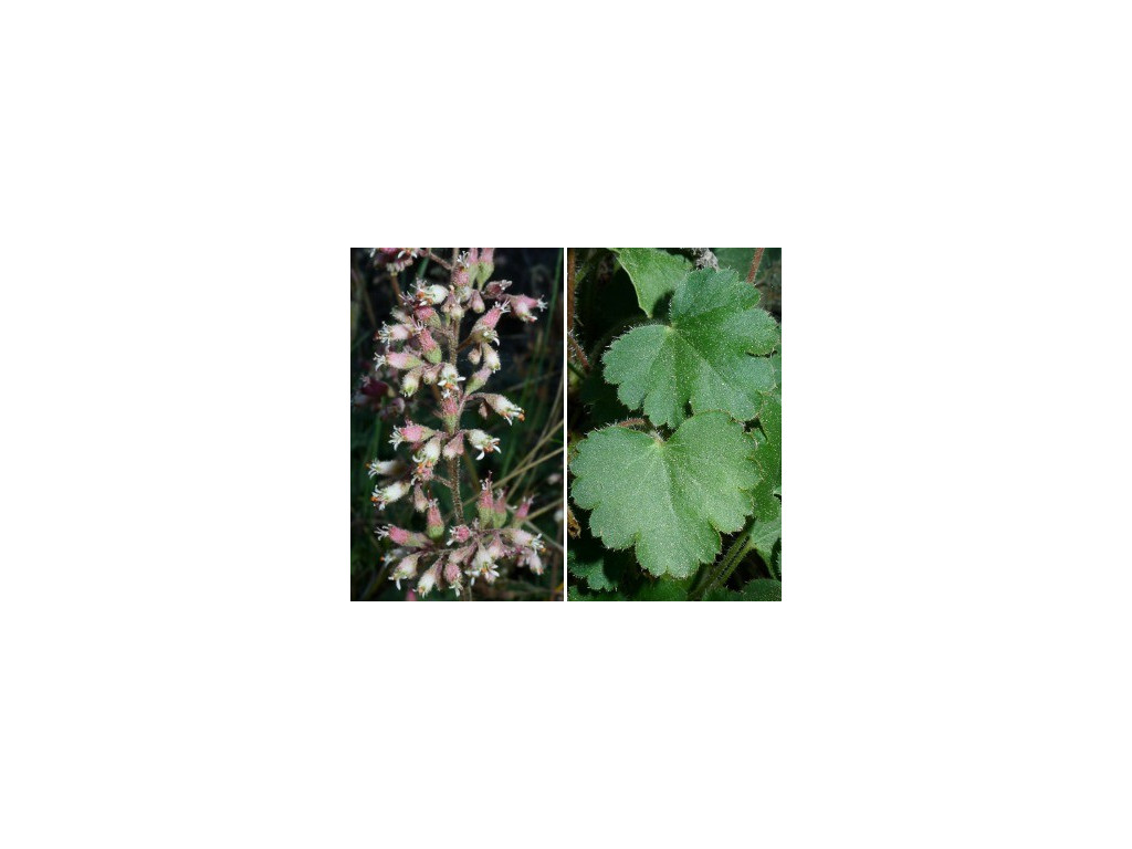 HEUCHERA PARISHII