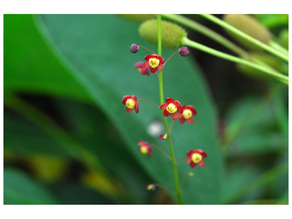 MAHONIA GRACILIPES