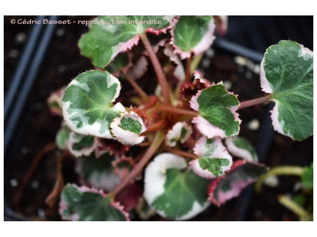 SAXIFRAGA STOLONIFERA 'GOSHO GURUMA'