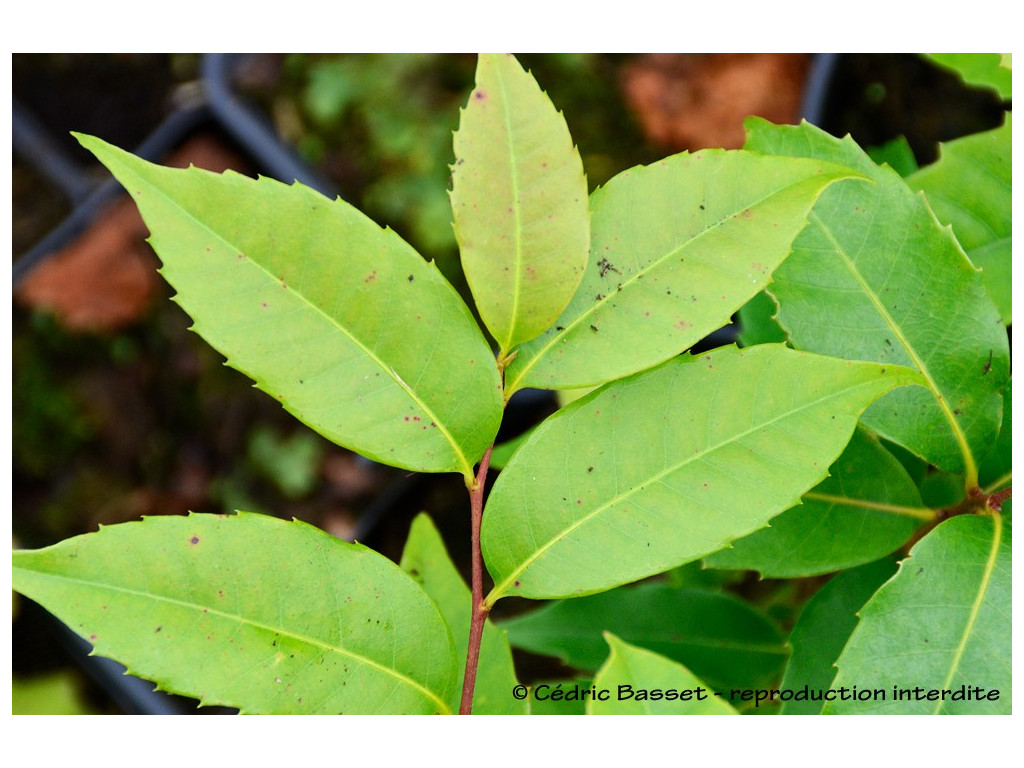 CASTANOPSIS sp. Chine W/O-9271