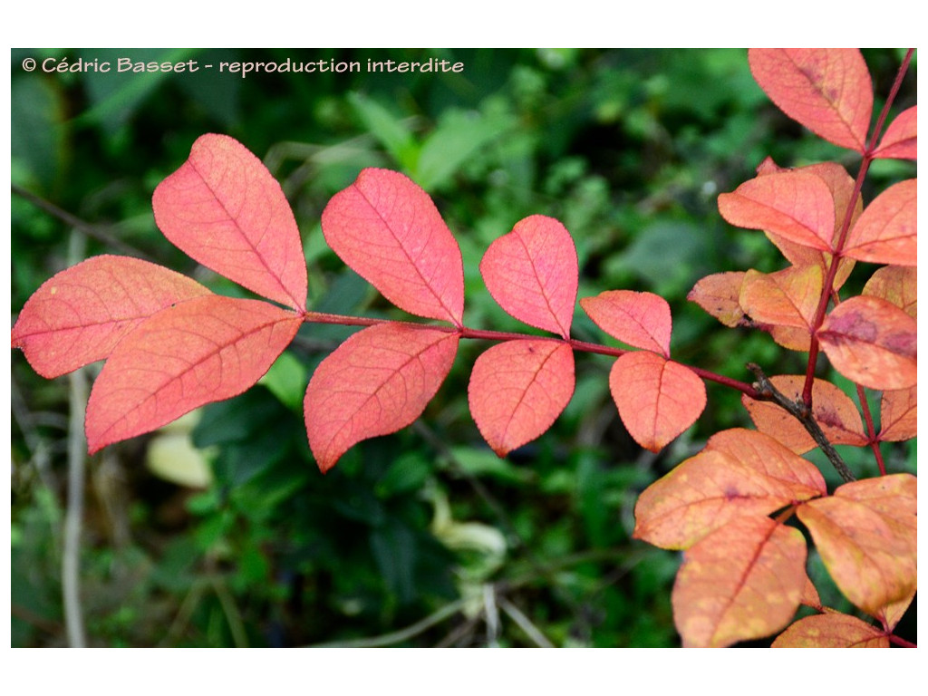 ZANTHOXYLUM NITIDUM