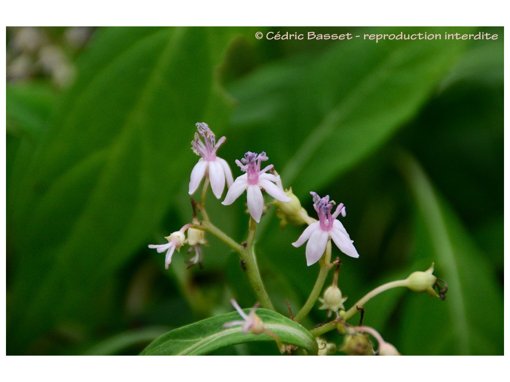 DICHROA 'LONG MARCH'