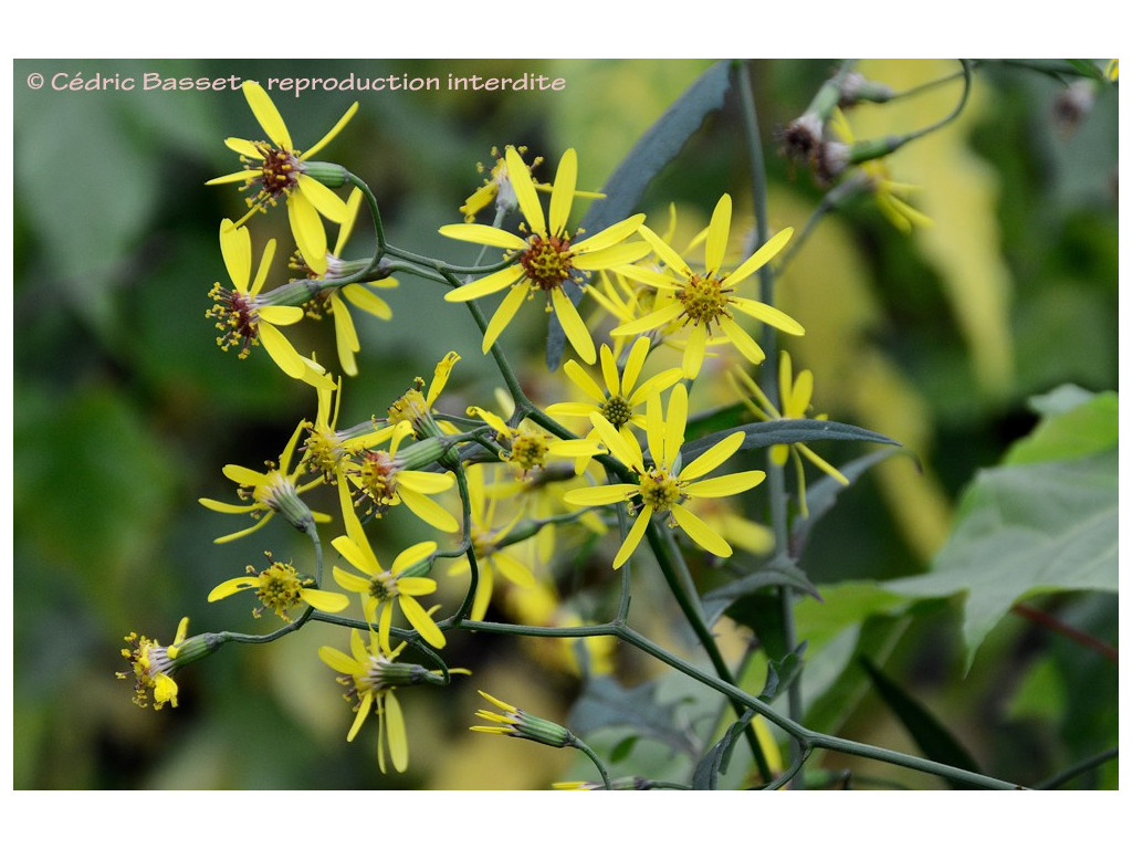 SENECIO SCANDENS