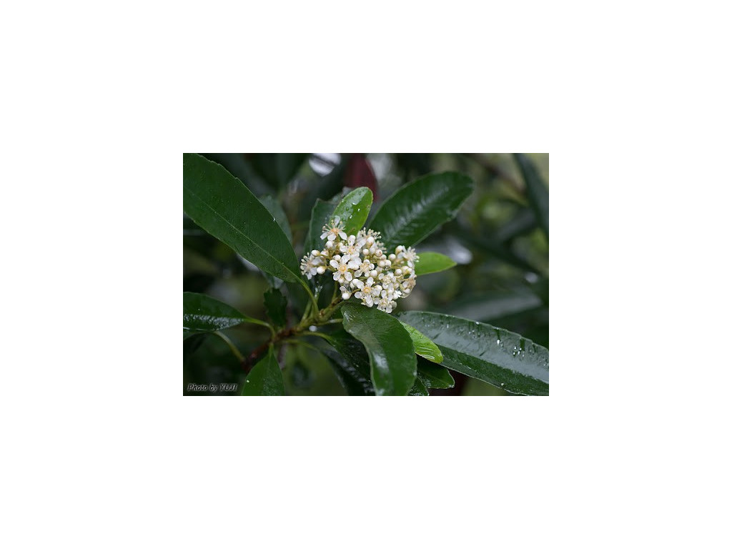 PHOTINIA WRIGHTIANA JP6512