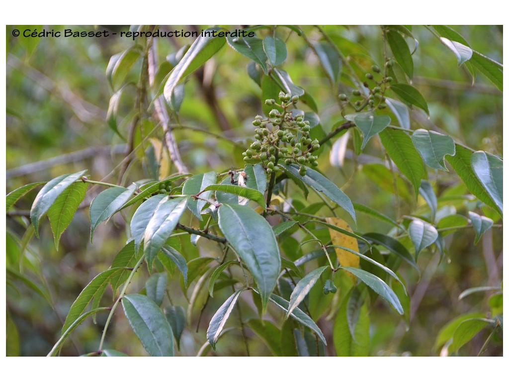 ZANTHOXYLUM OXYPHYLLUM NP6338