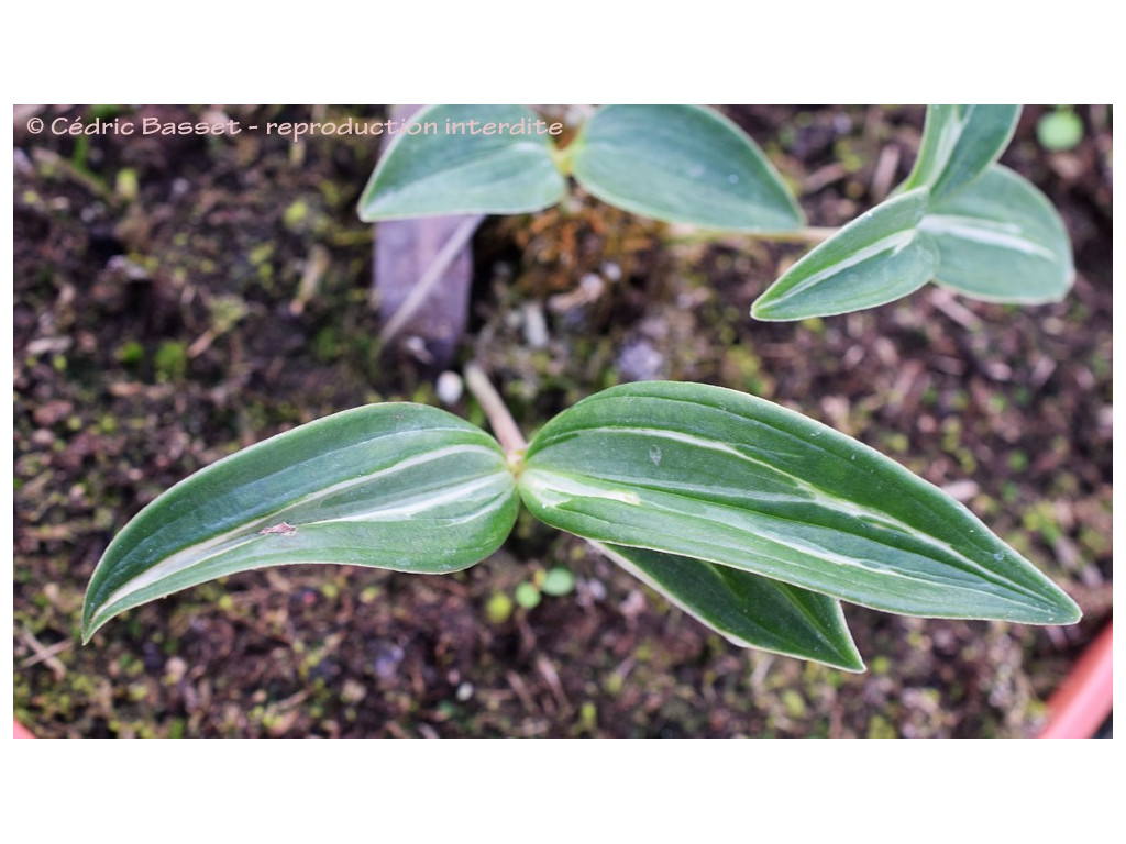 DISPOROPSIS aff.JUNFUSHANENSIS 'AOBA'