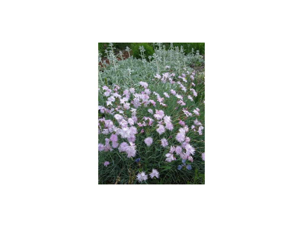 DIANTHUS FRAGRANS