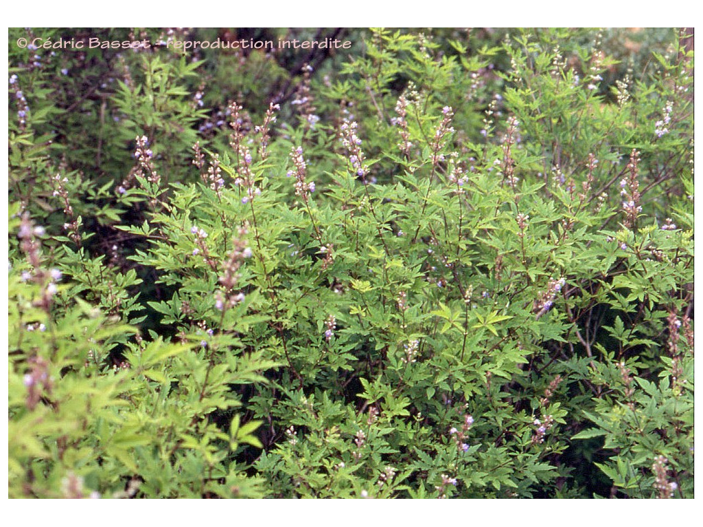 VITEX NEGUNDO var.HETEROPHYLLA CH6298