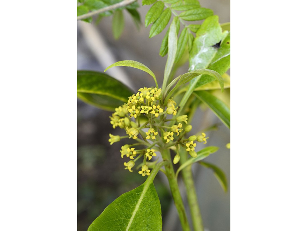 PITTOSPORUM DAPHNIPHYLLOIDES