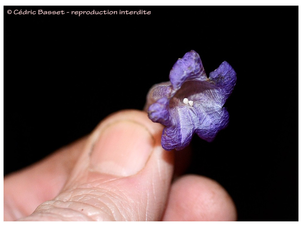 STROBILANTHES FLEXICAULIS CBTW1500