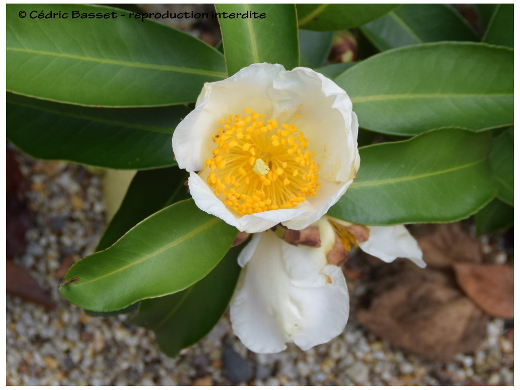 GORDONIA (Polyspora) YUNNANENSIS