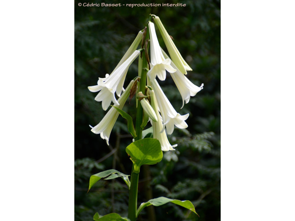 CARDIOCRINUM GIGANTEUM