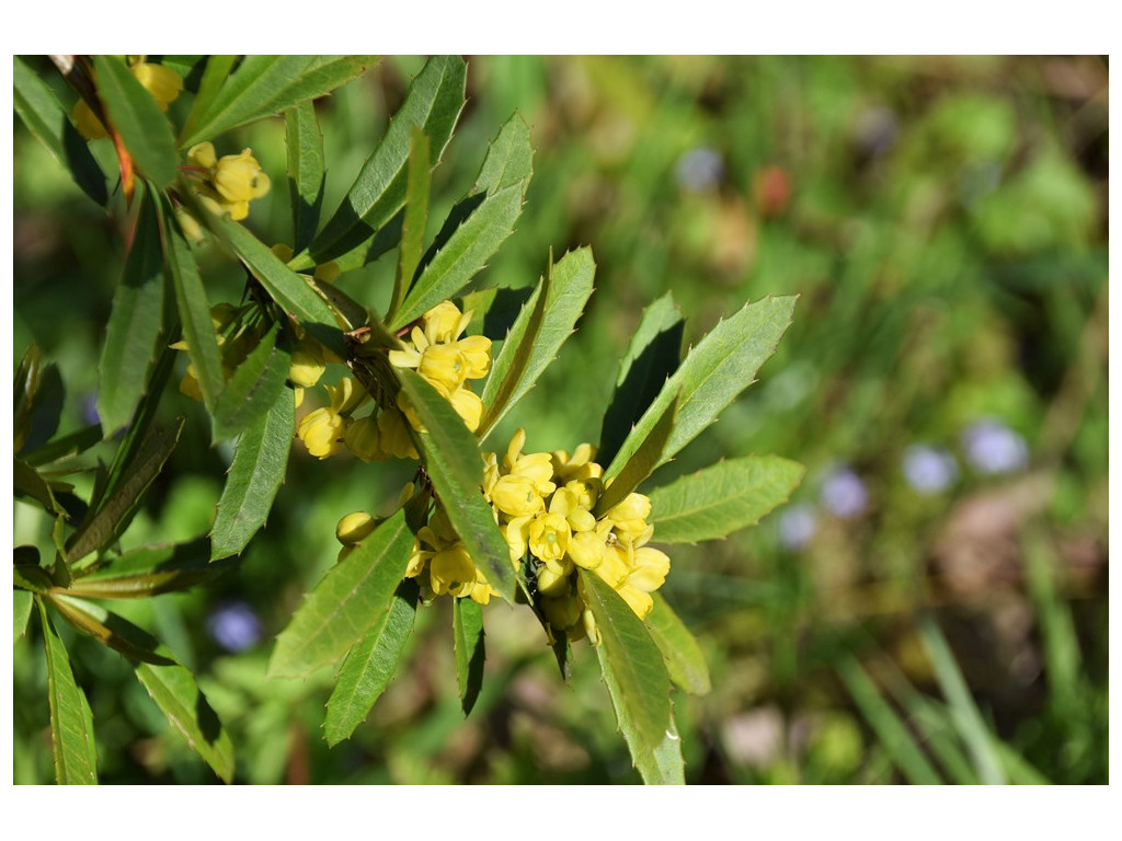 BERBERIS LEMPERGIANA BERBERIS LEMPERGIANA