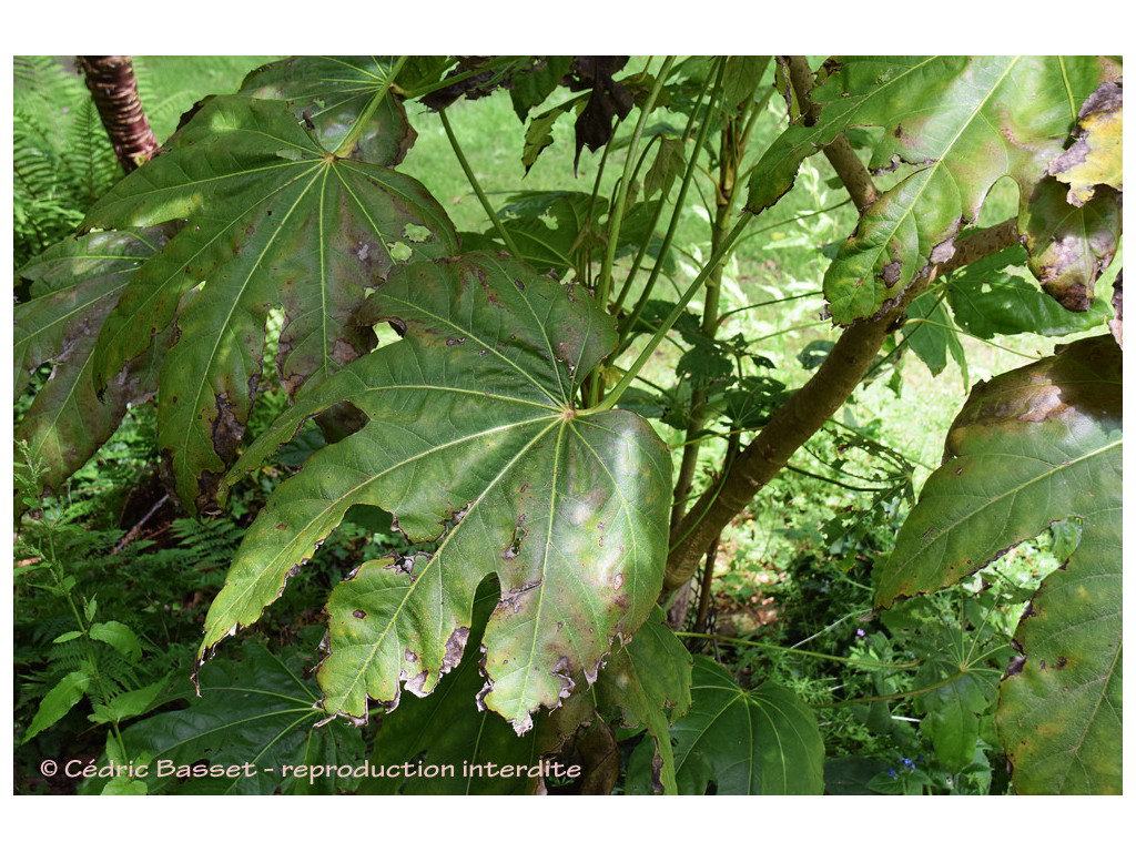 FATSIA 'MEGAFATSIA'