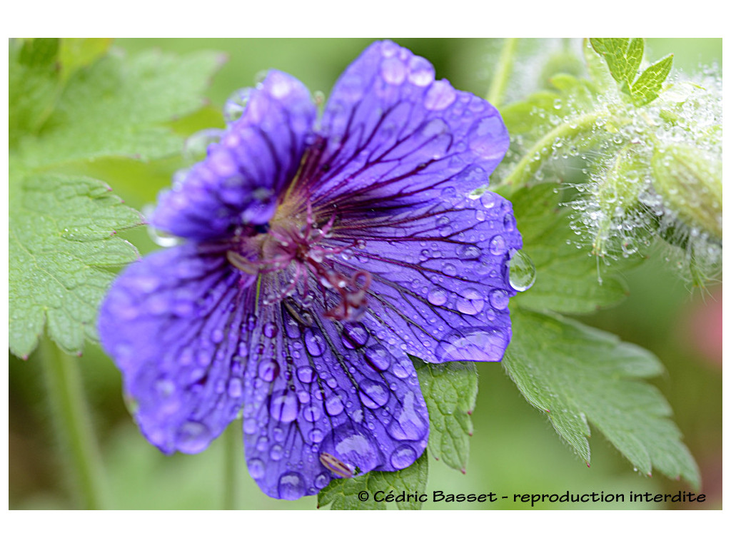 GERANIUM IBERICUM GEO6467