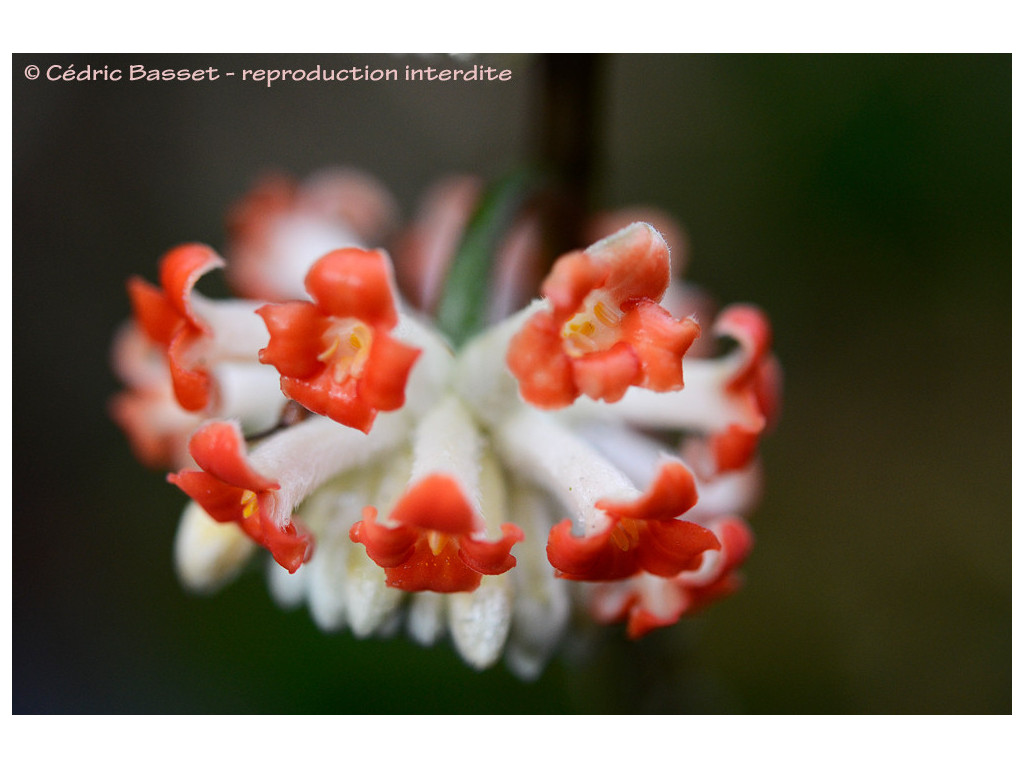 EDGEWORTHIA CHRYSANTHA 'AKABANA' ('RED DRAGON')