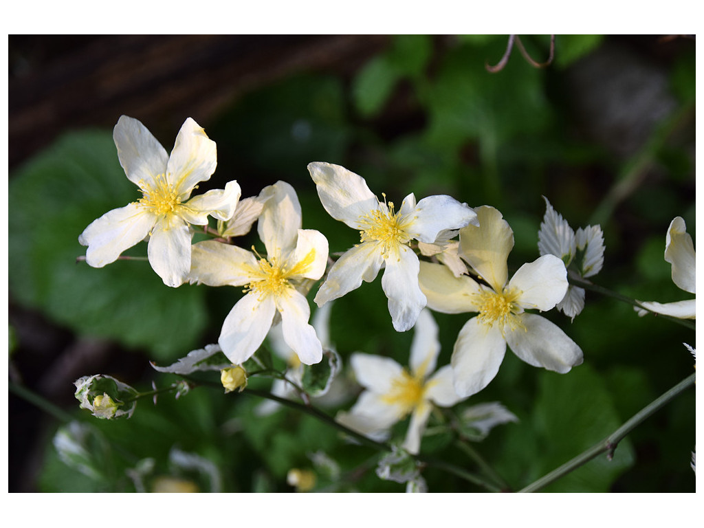 'KERRIA JAPONICA 'FUBUKI NISHIKI'