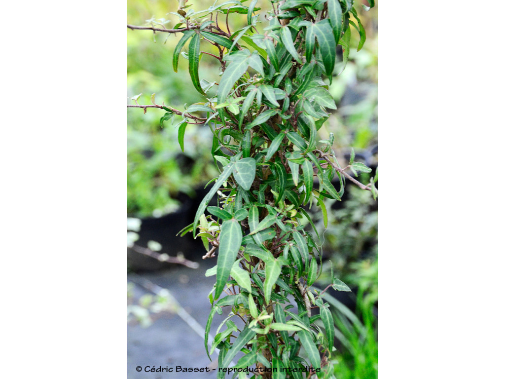 HEDERA HELIX 'SAGITTIFOLIA'