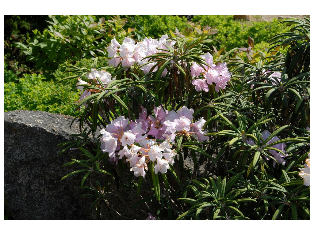 RHODODENDRON MAKINOI 'FUJU KAKU NO MATSU'